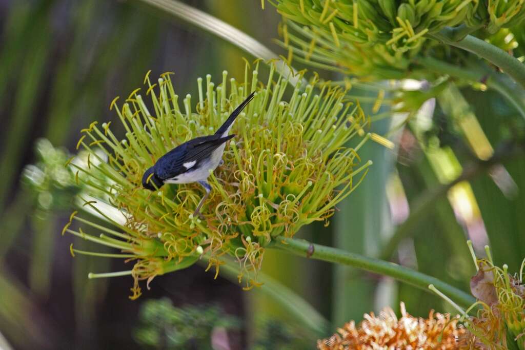 Imagem de Setophaga caerulescens (Gmelin & JF 1789)