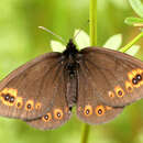 Image of Erebia medusa medusa