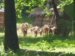 Image of Guinea Baboon