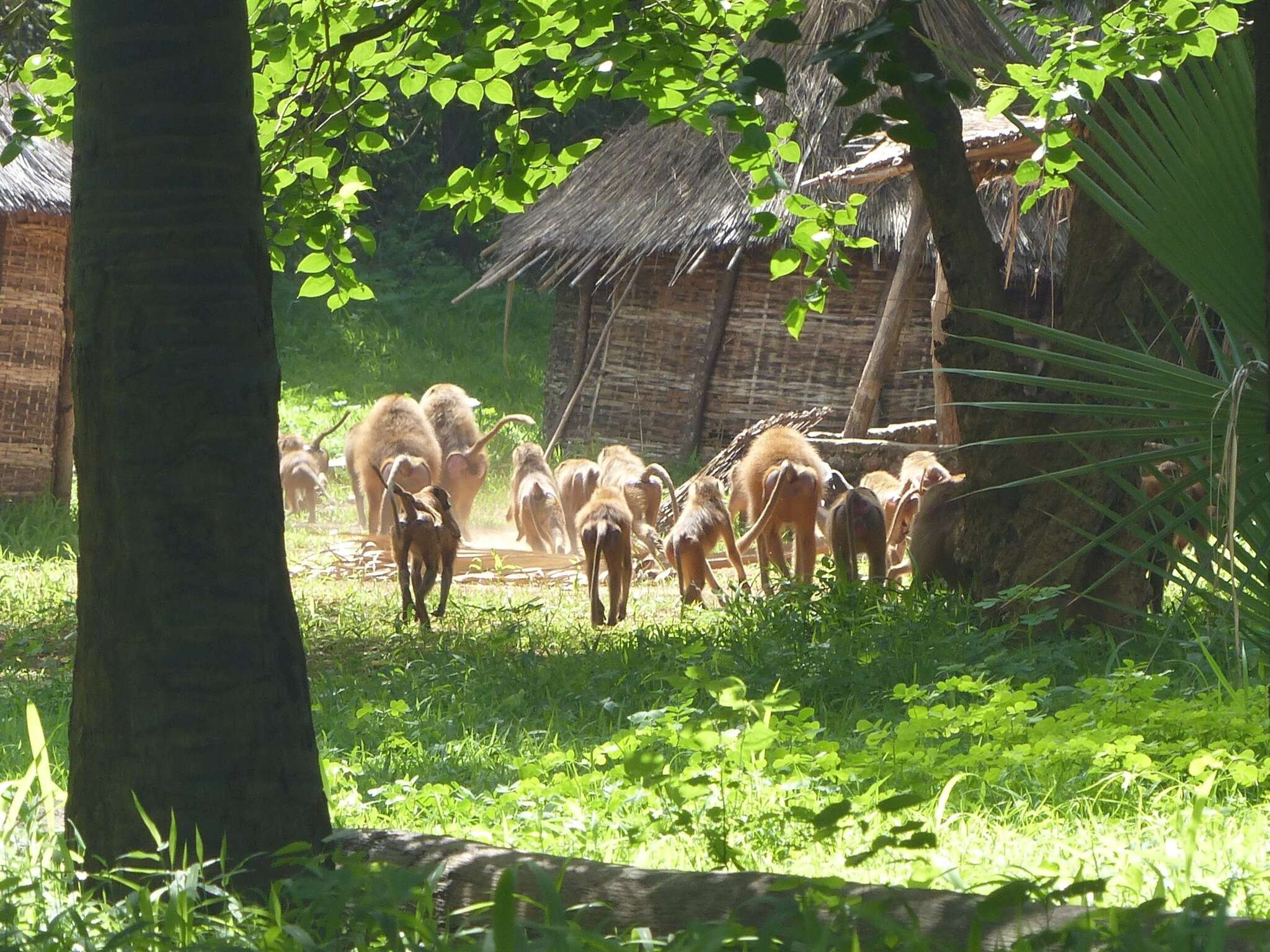 Image of Guinea Baboon