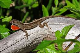 Image of Bahaman brown anole