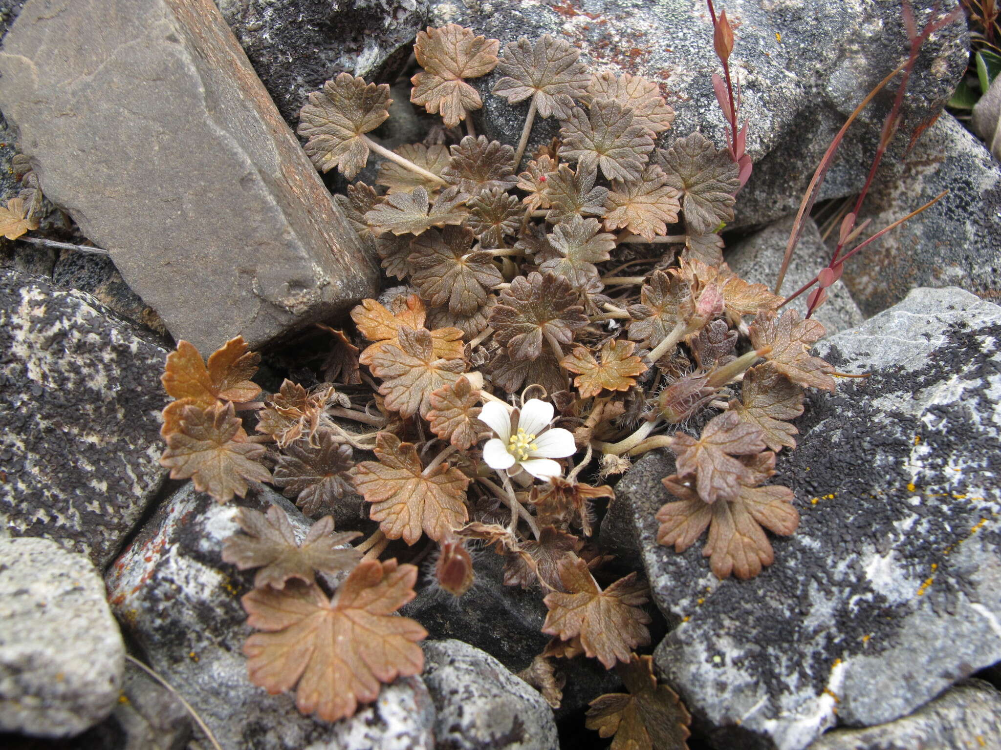 Imagem de Geranium brevicaule Hook.