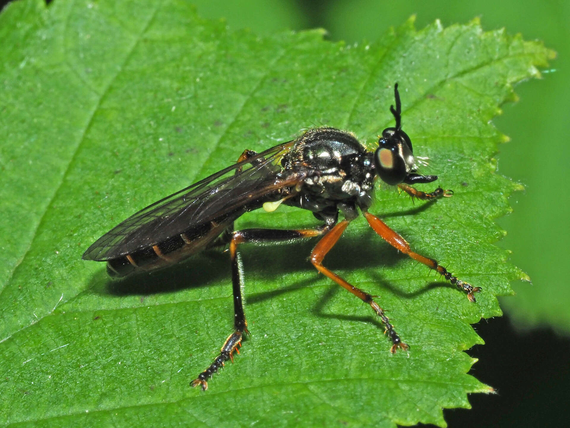 Image of Dioctria rufipes (Scopoli 1763)