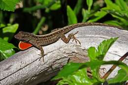 Image of Bahaman brown anole