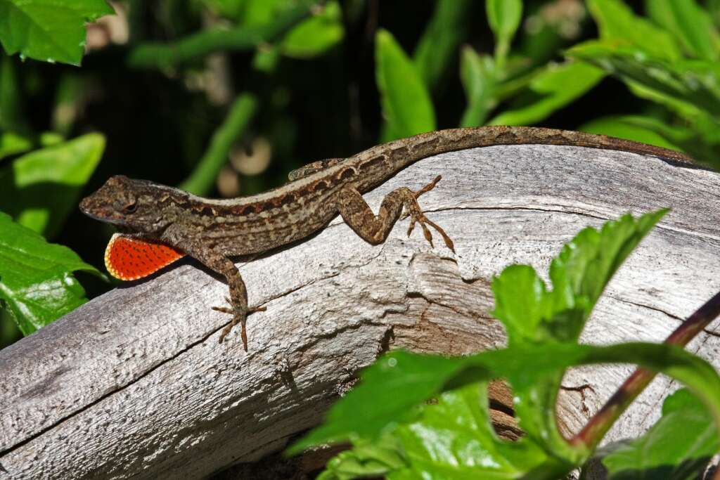 Image of Bahaman brown anole