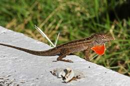 Image of Bahaman brown anole