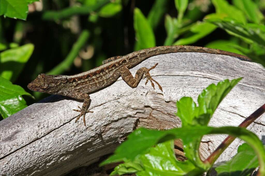 Image of Bahaman brown anole