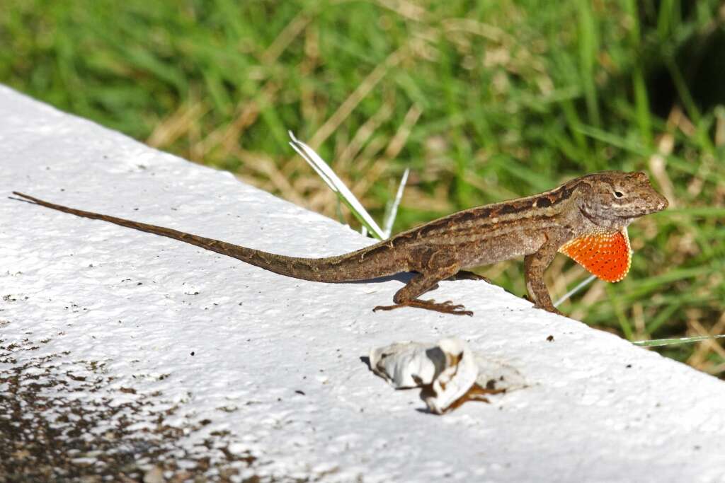 Image of Bahaman brown anole