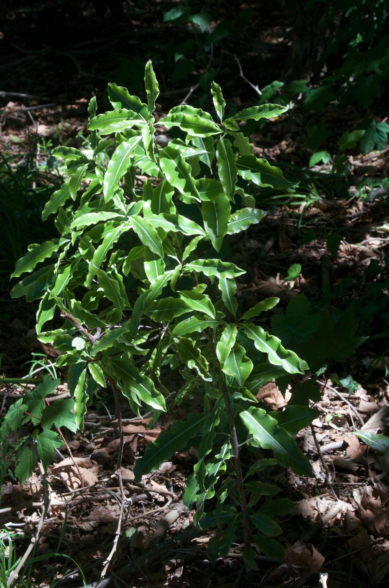 Image de Pittosporum eugenioides A. Cunn.