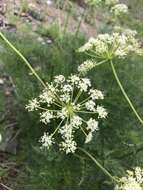 Ligusticum porteri Coult. & N. E. Rose resmi