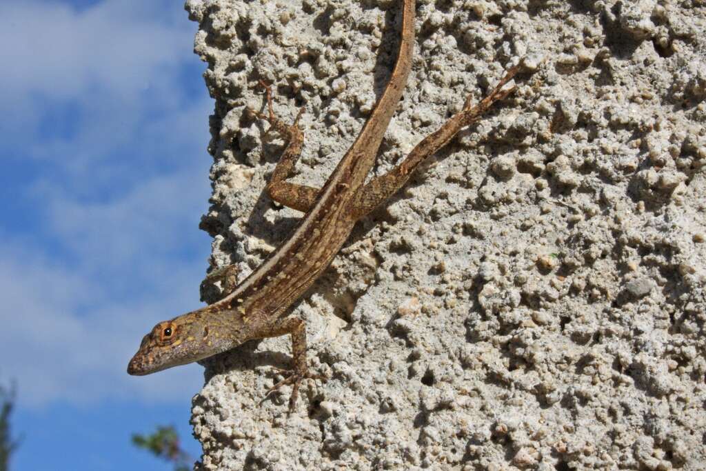 Image of Bahaman brown anole