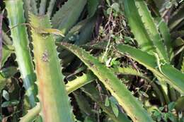 Image of Cuban green anole