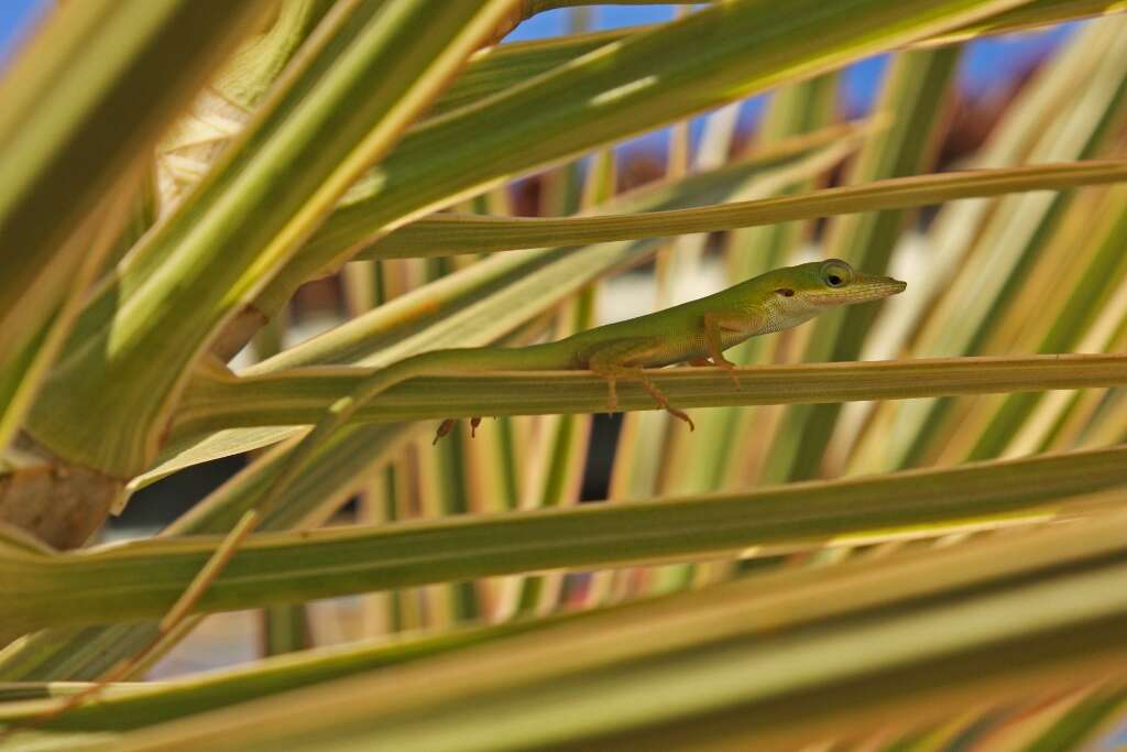 Image of Cuban green anole