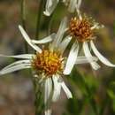 Oclemena reticulata (Pursh) G. L. Nesom resmi