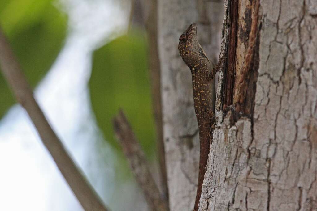 Image of Bahaman brown anole