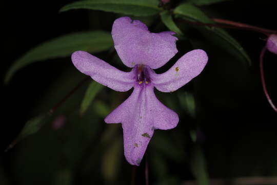 Impatiens patula Craib resmi