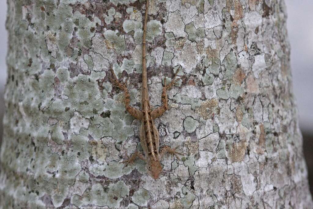 Image of Bahaman brown anole