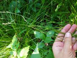 Image of brome-like sedge