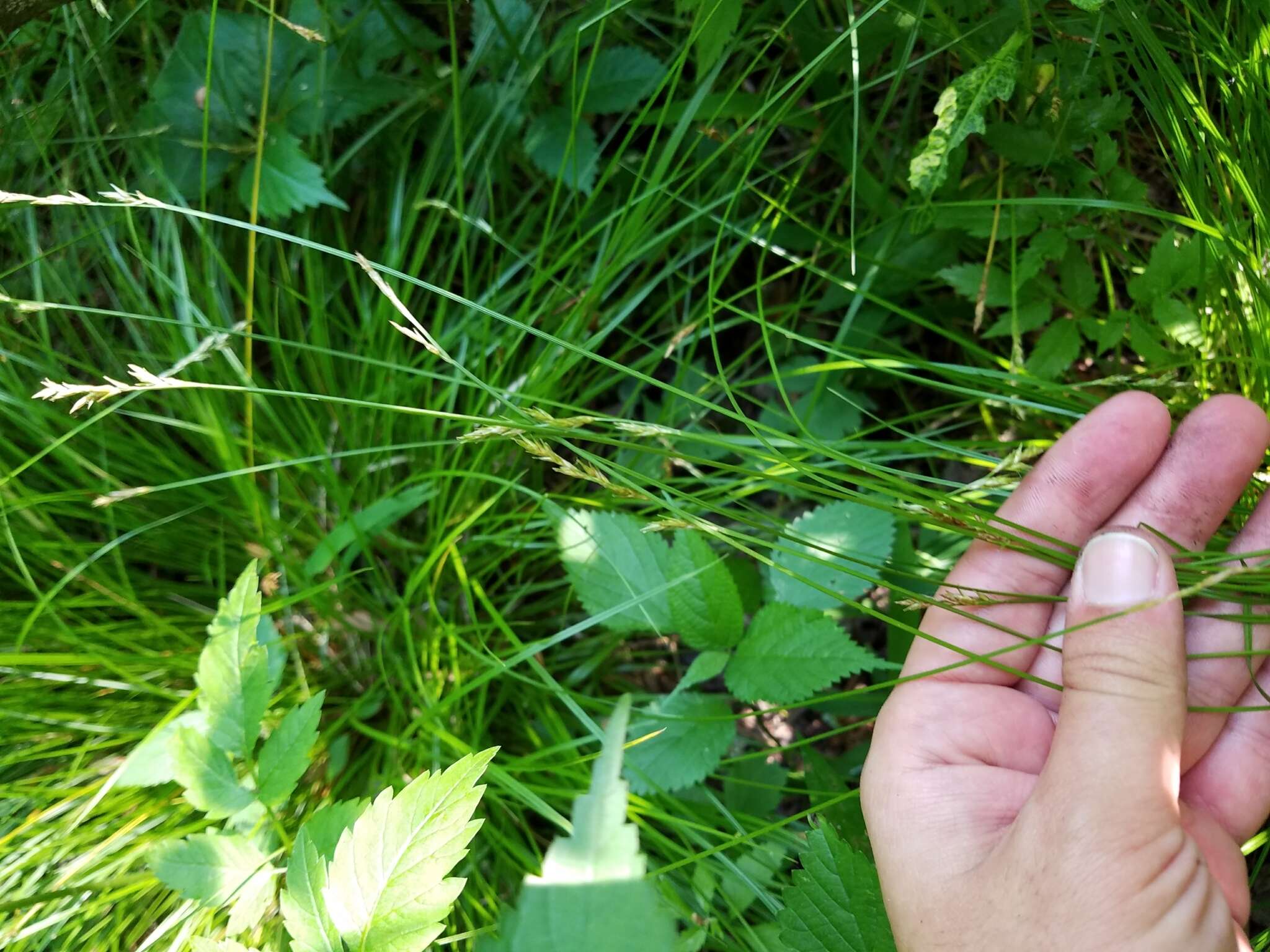 Imagem de Carex bromoides Willd.