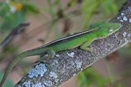 Image of Cuban green anole