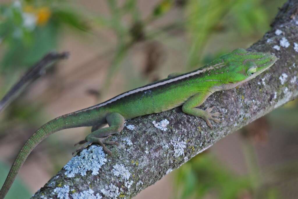 Image of Cuban green anole