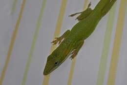 Image of Cuban green anole