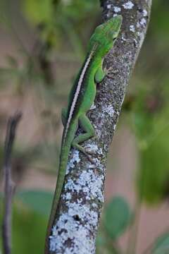 Image of Cuban green anole