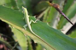 Image of Cuban green anole