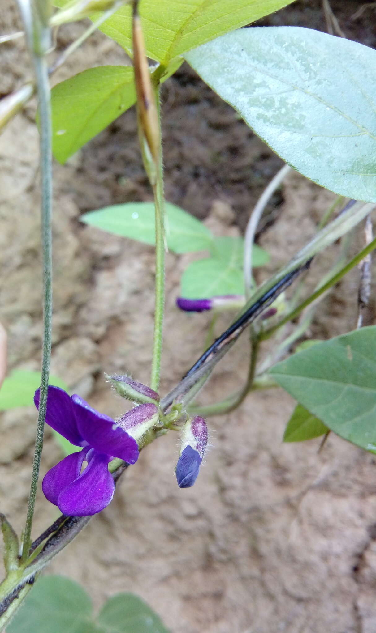 Image of Lemmon's cologania