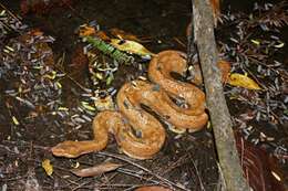 Tropidophis melanurus (Schlegel 1837) resmi