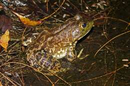 Image of American Bullfrog