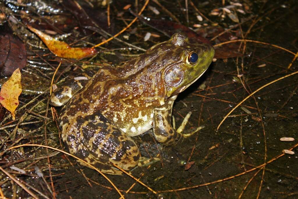 Image of American Bullfrog