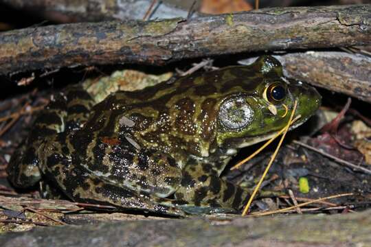 Image of American Bullfrog