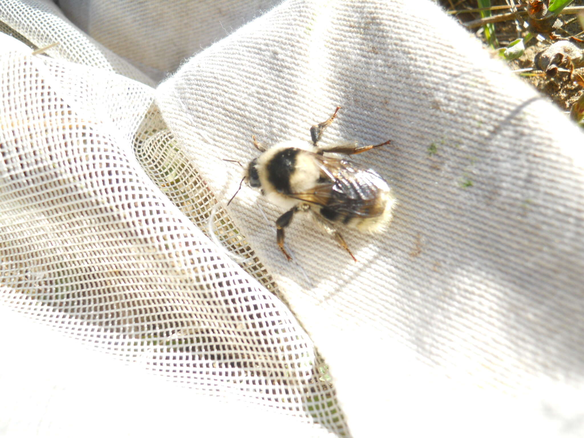 Image of Bombus exil (Skorikov 1922)