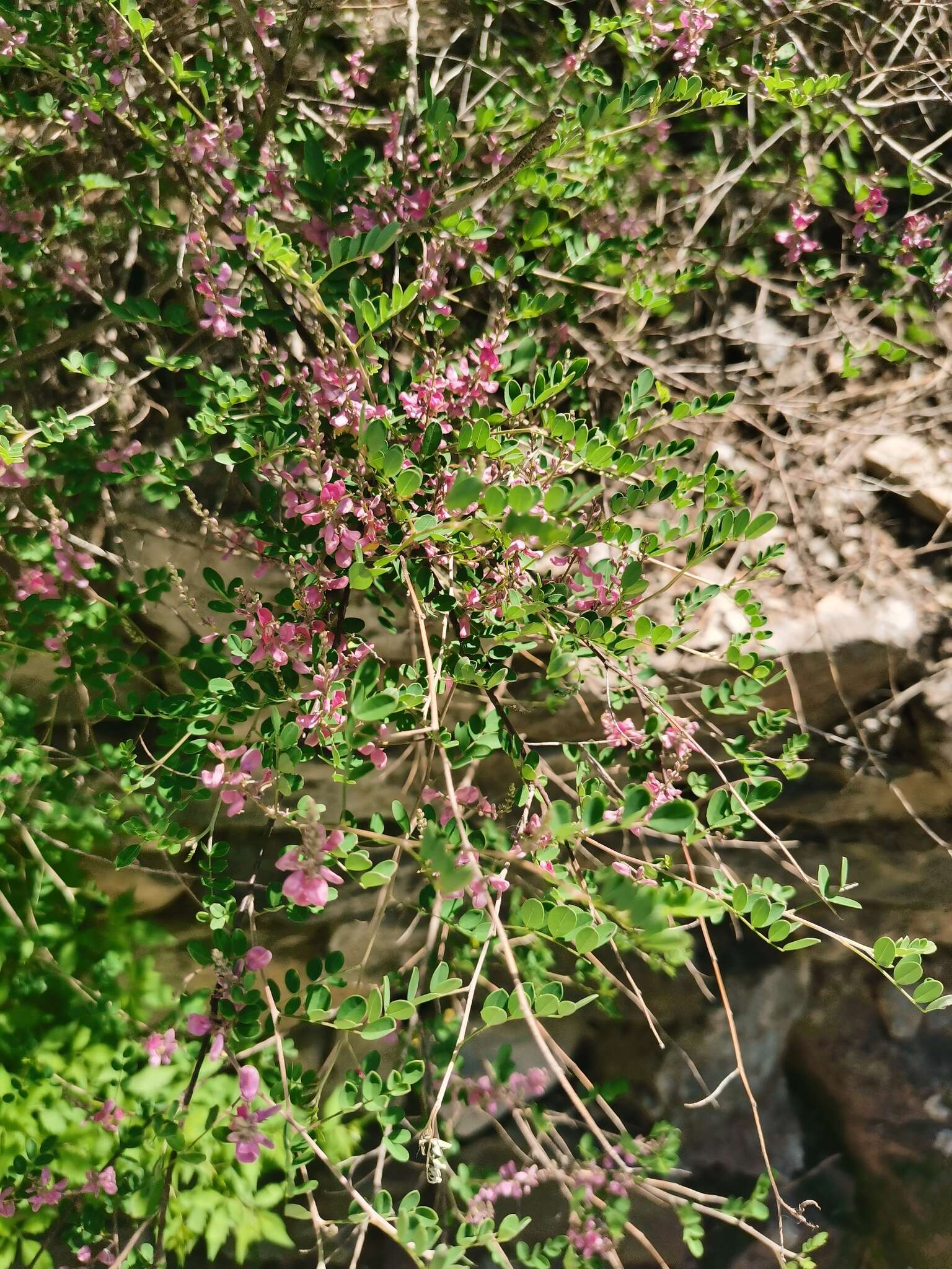 Sivun Indigofera bungeana Walp. kuva