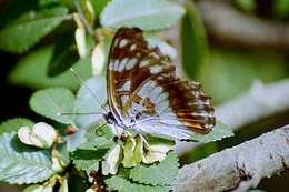 Image of Limenitis helmanni Lederer 1853