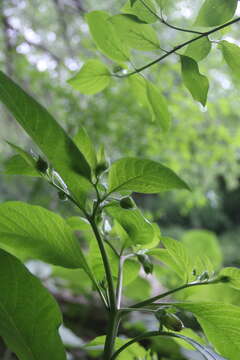 Image of Atropa bella-donna subsp. caucasica (Kreyer) V. E. Avet.