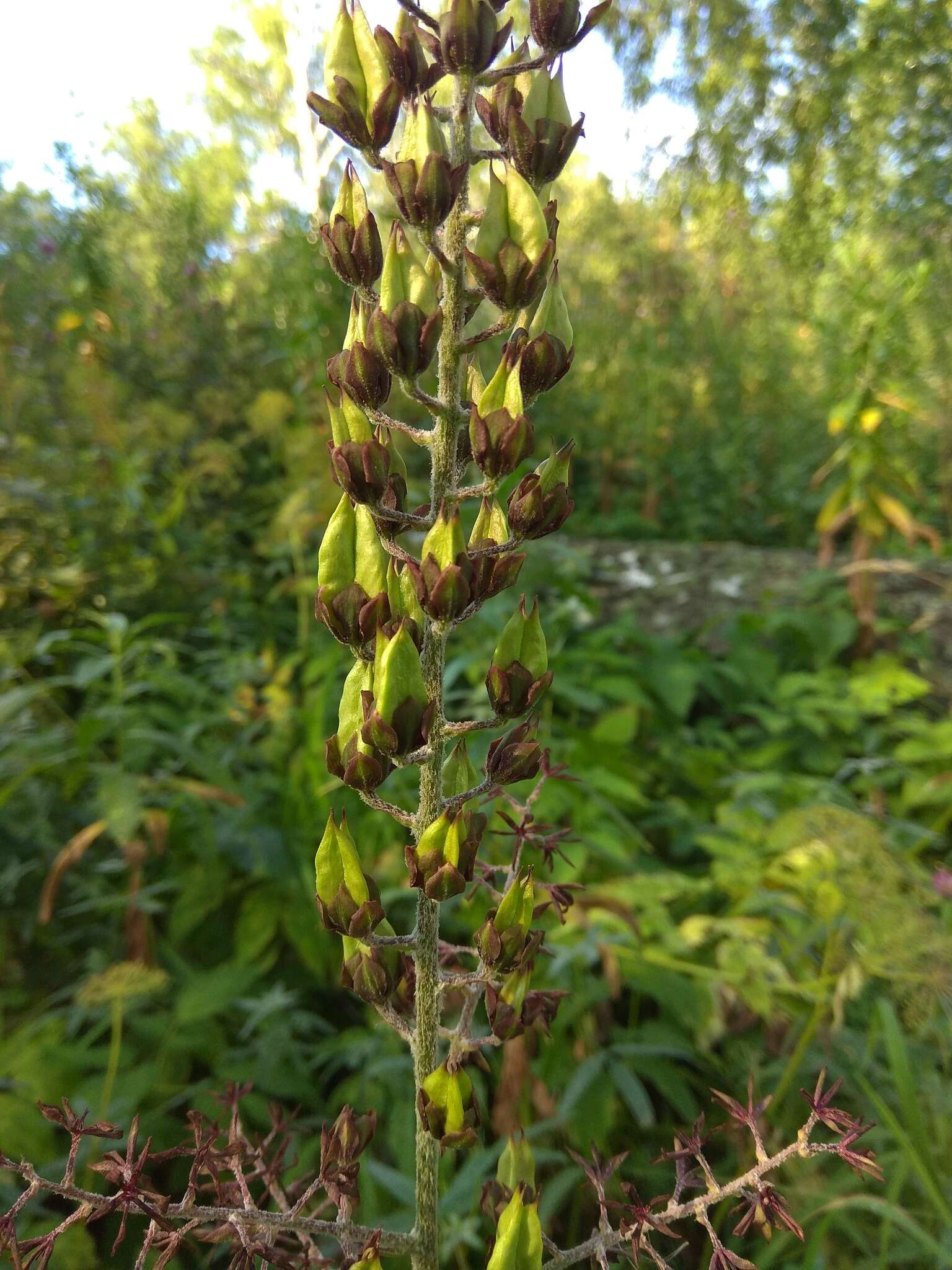 Image of black false hellebore