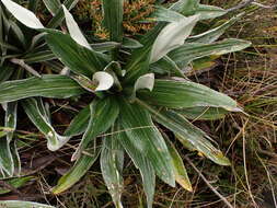 Image of Celmisia latifolia (F. Müll. ex Benth.) M. Gray & D. R. Given