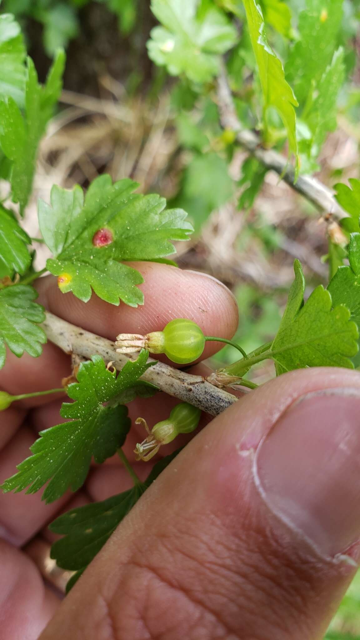 Image of Ribes inerme var. inerme