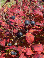 Image of Vaccinium smallii A. Gray