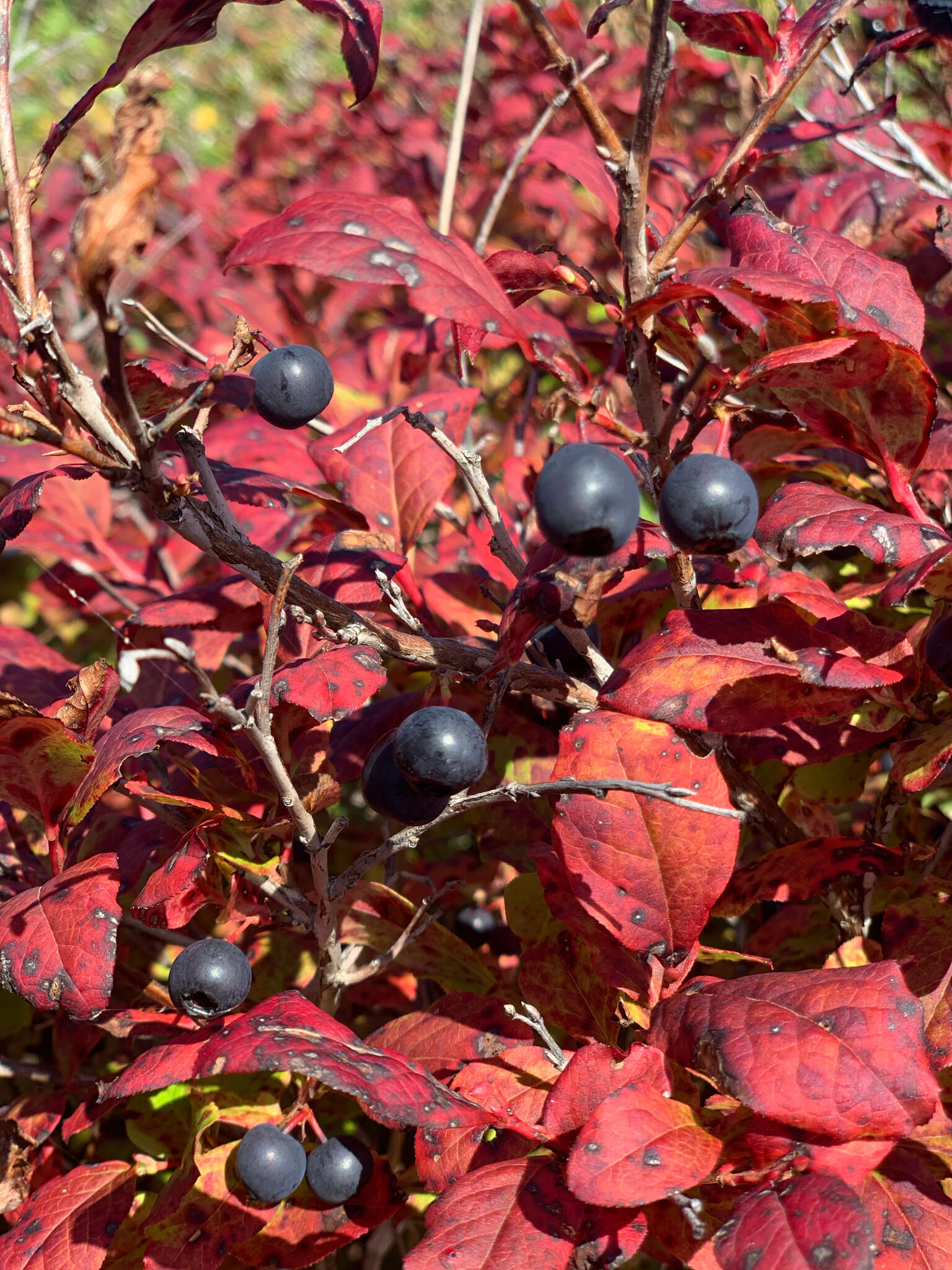 Image of Vaccinium smallii A. Gray