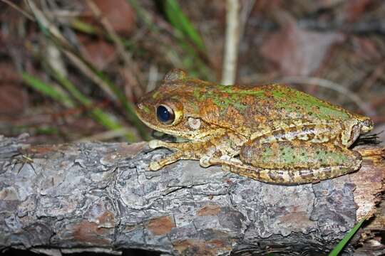 Image of Cuban Treefrog