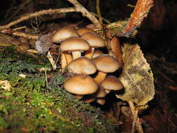 Image of Armillaria novae-zelandiae (G. Stev.) Boesew. 1977