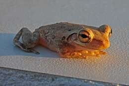 Image of Cuban Treefrog