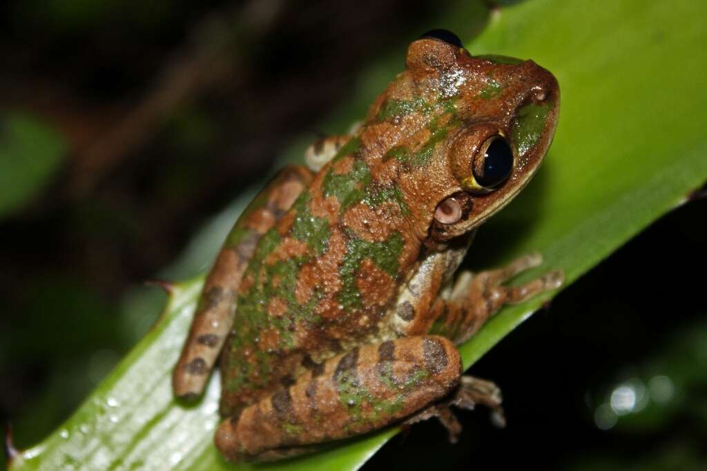 Image of Cuban Treefrog