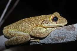 Image of Cuban Treefrog