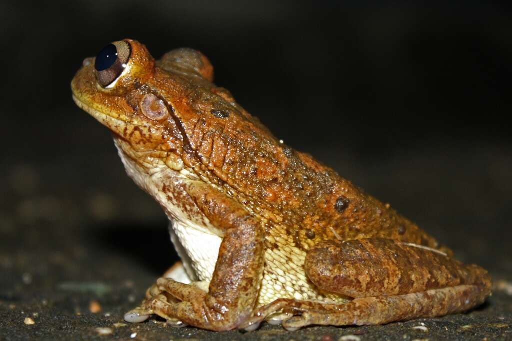 Image of Cuban Treefrog