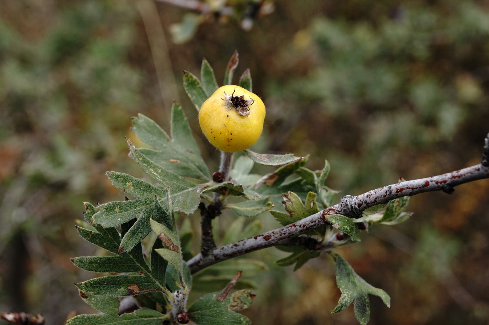 Image of Crataegus orientalis subsp. pojarkovae (Kossych) J. I. Byatt