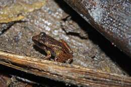 Image of Atkins' Robber Frog